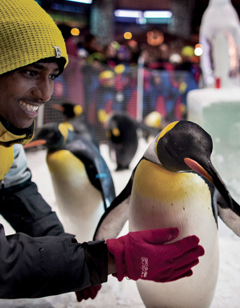 Man playing with penguin in Ski Dubai